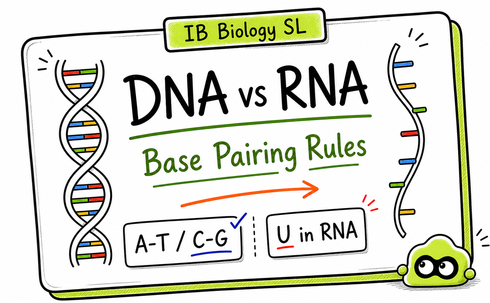 IB Biology DNA and RNA Structure: Revision Guide