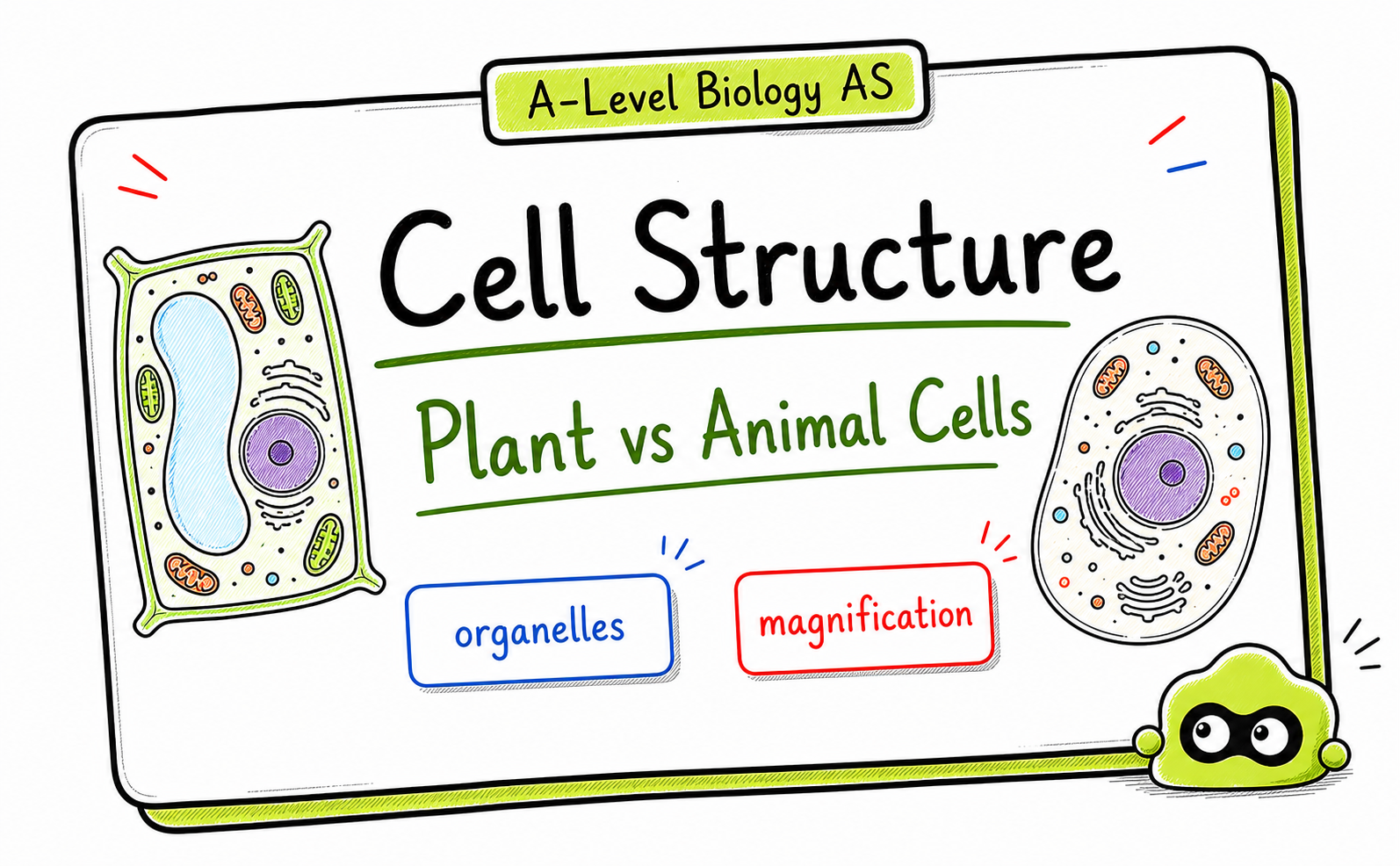 A-Level Biology Cell Structure: AS Revision Guide