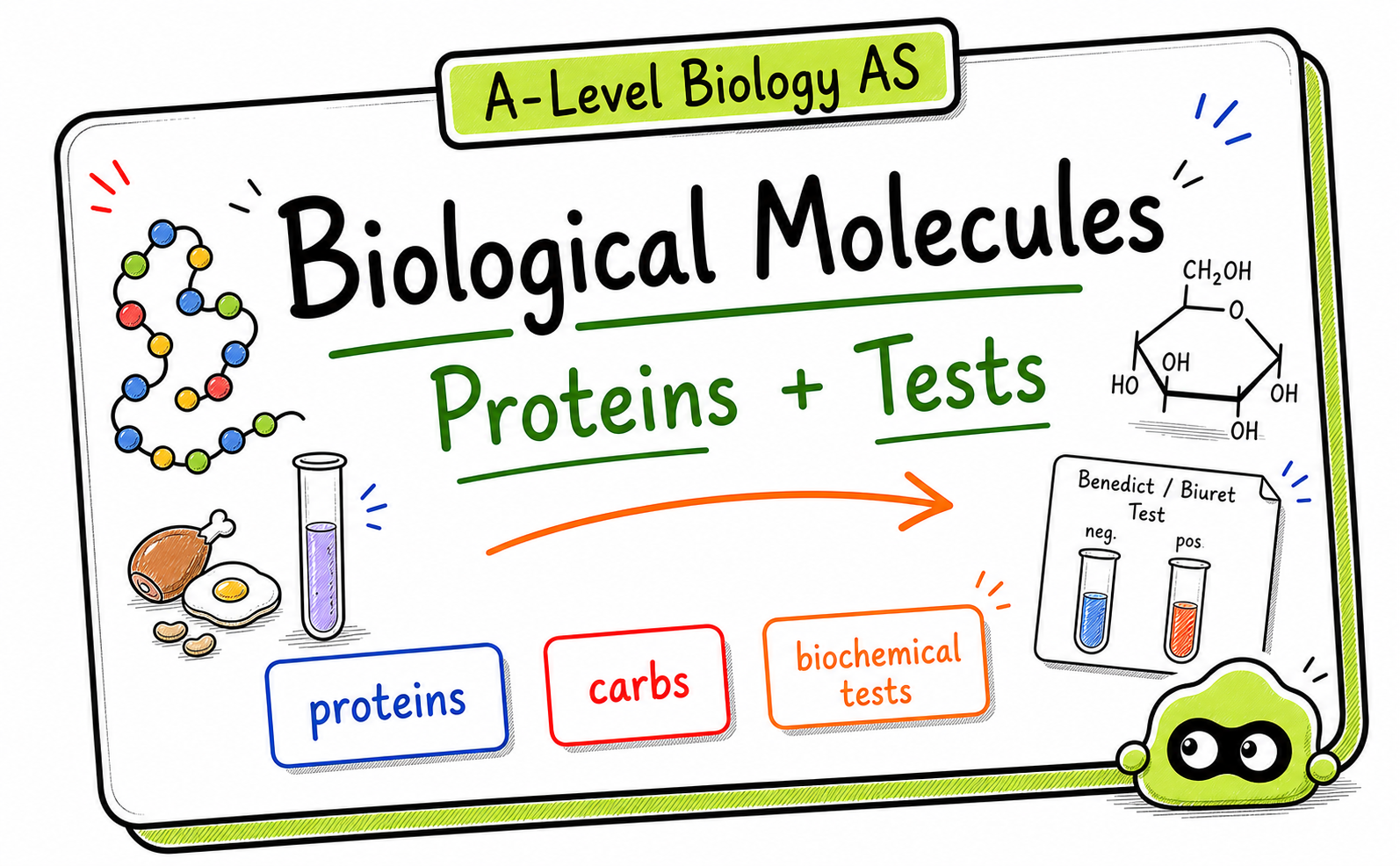 A-Level Biology Biological Molecules: Proteins and Tests