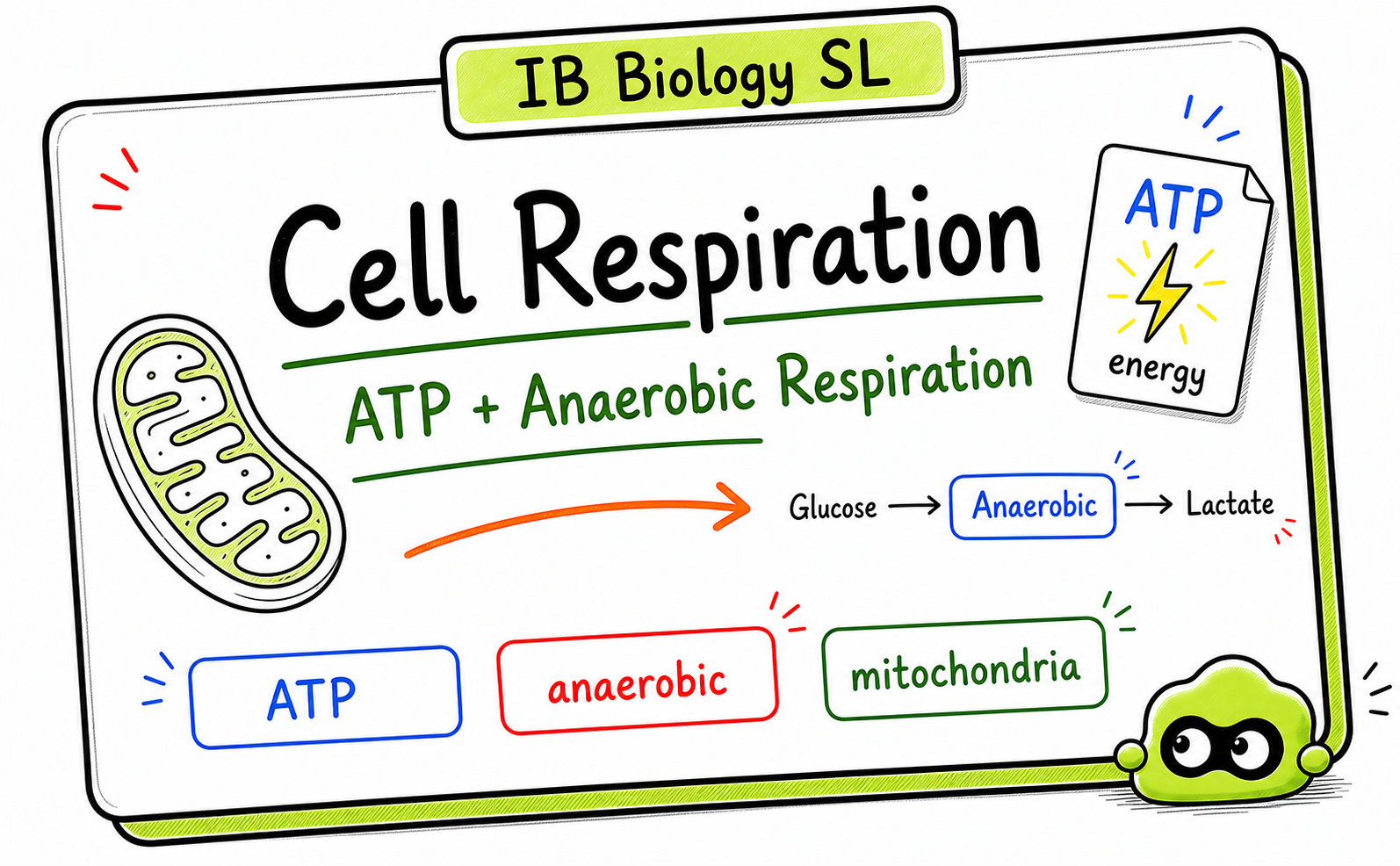 IB Biology Cell Respiration: ATP and Exam Mistakes