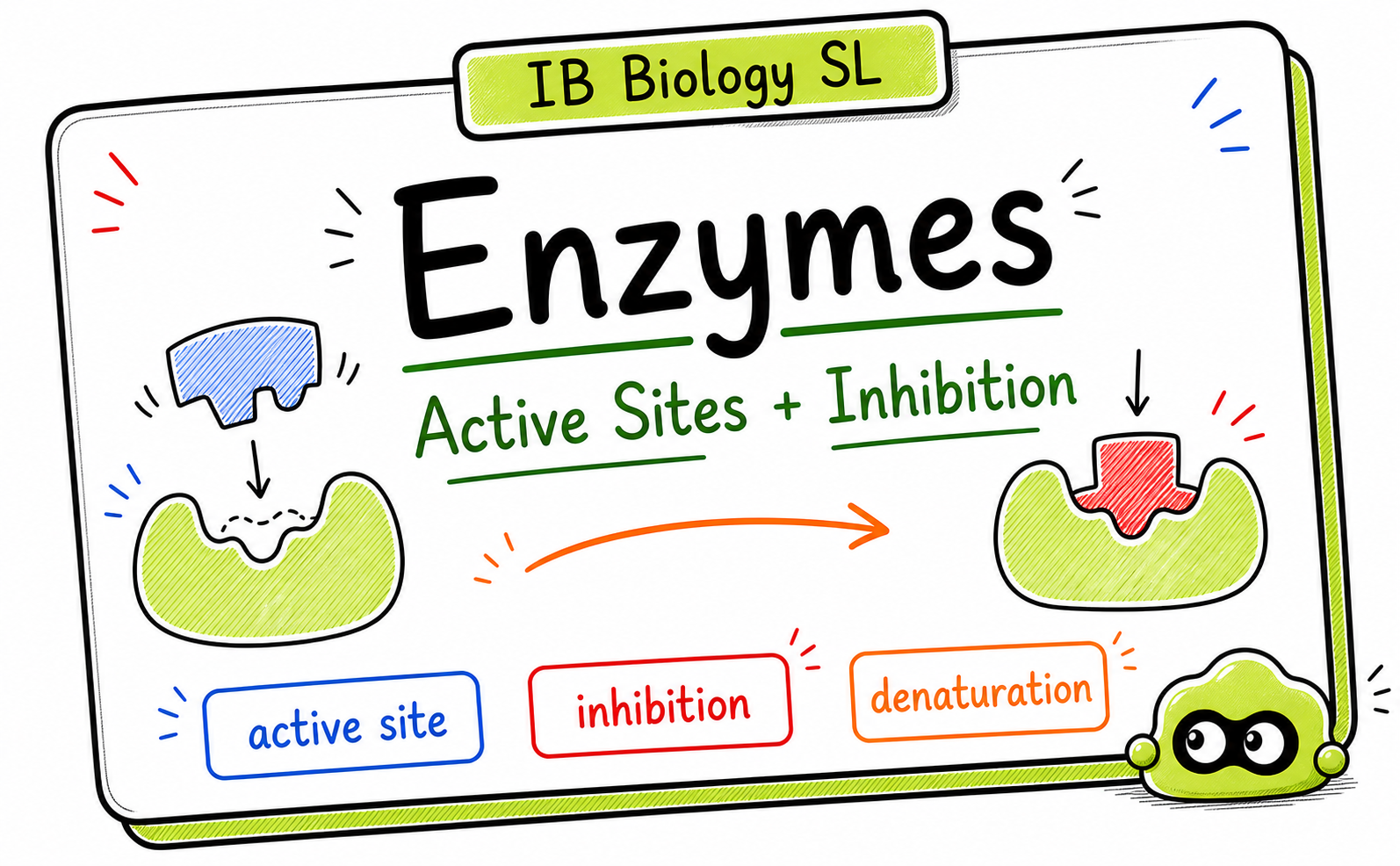 IB Biology Enzymes: Revision Guide for Active Sites and Inhibition