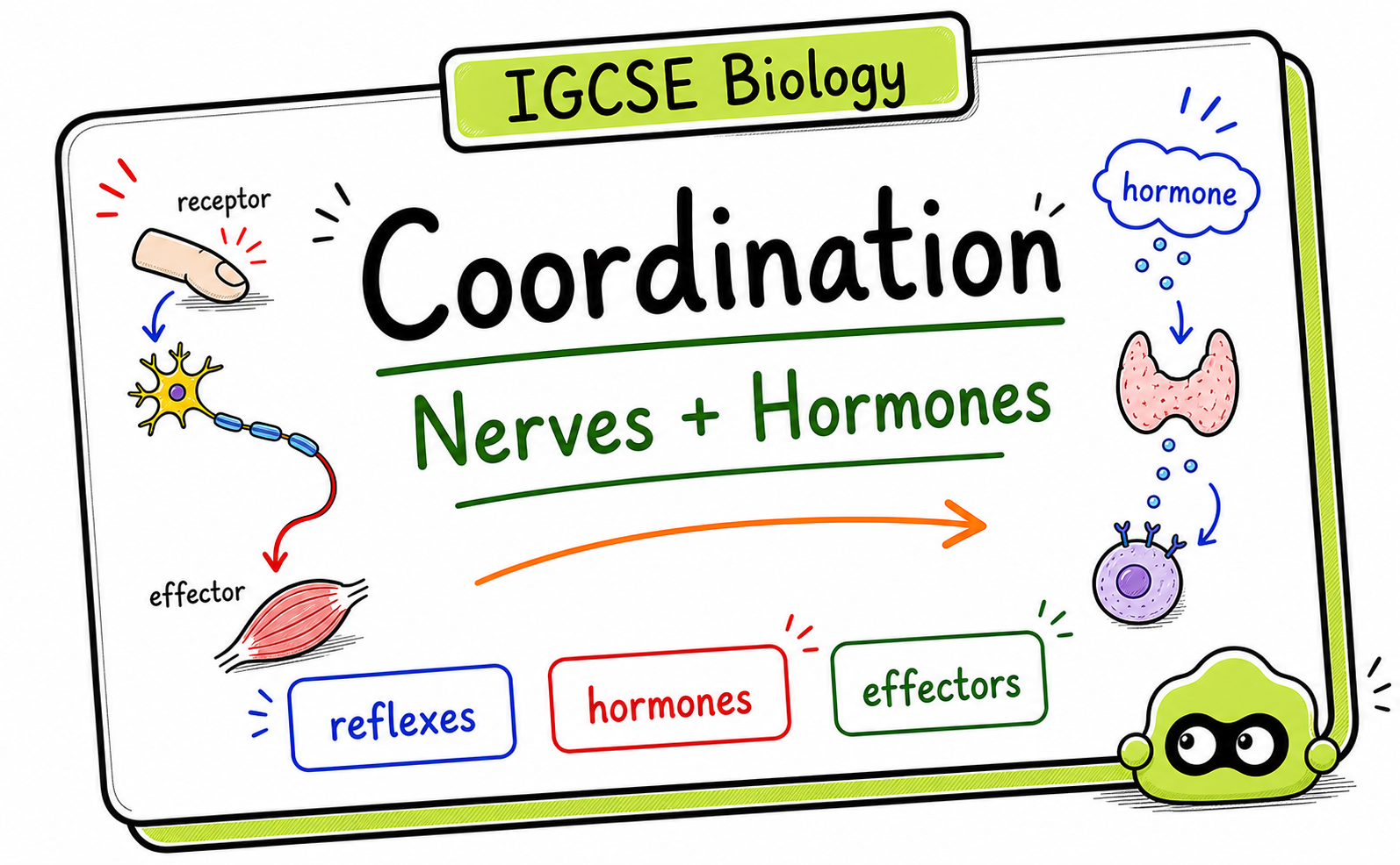 IGCSE Biology Coordination: Nerves, Hormones, Reflexes