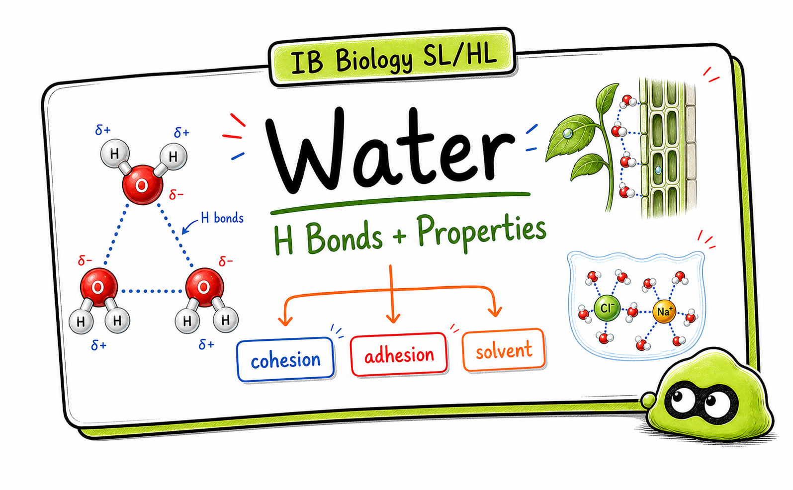 IB Biology A1.1 Water: Complete Revision Guide