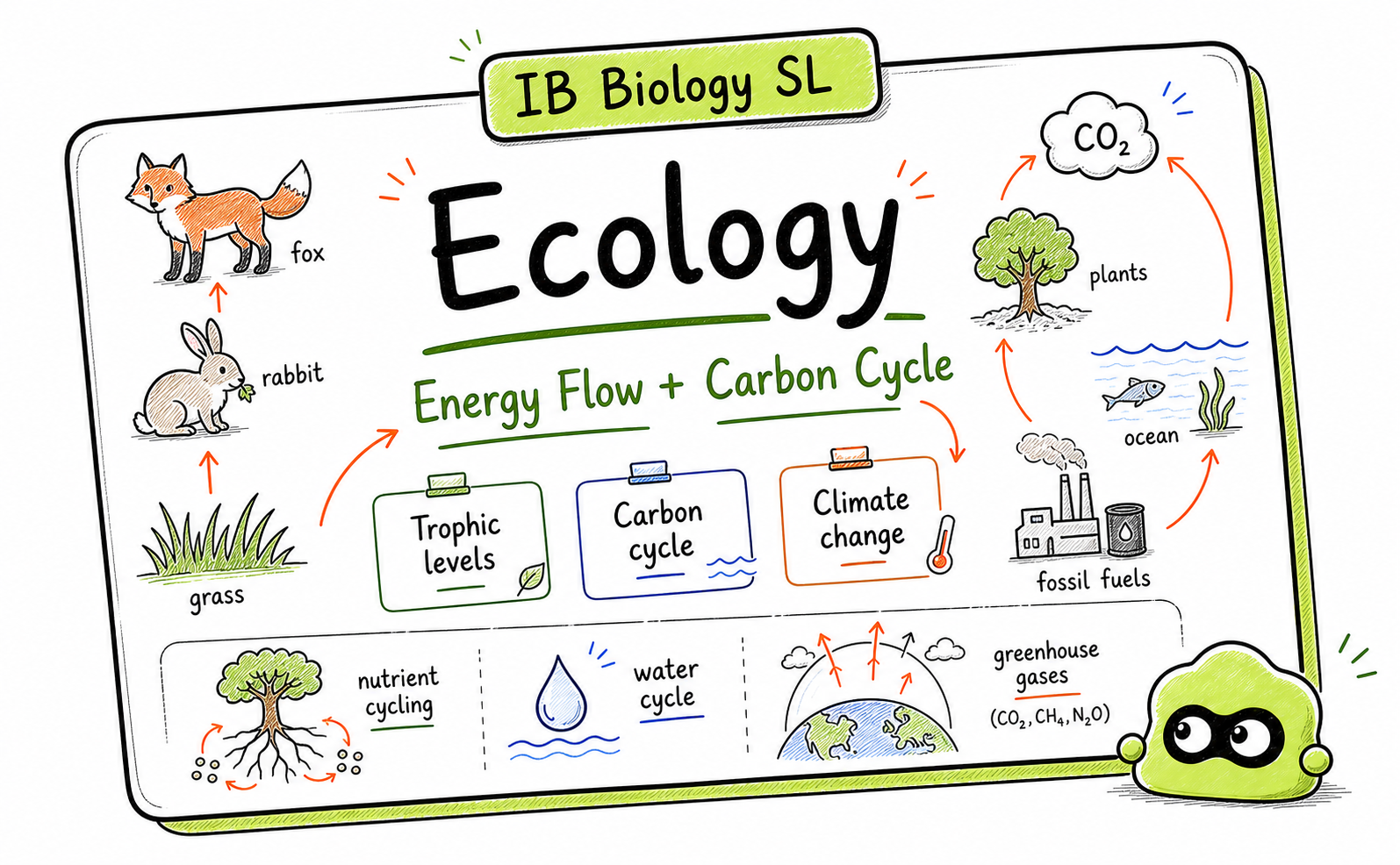 IB Biology Ecology Revision Guide: Species, Energy Flow, Carbon Cycle and Climate Change