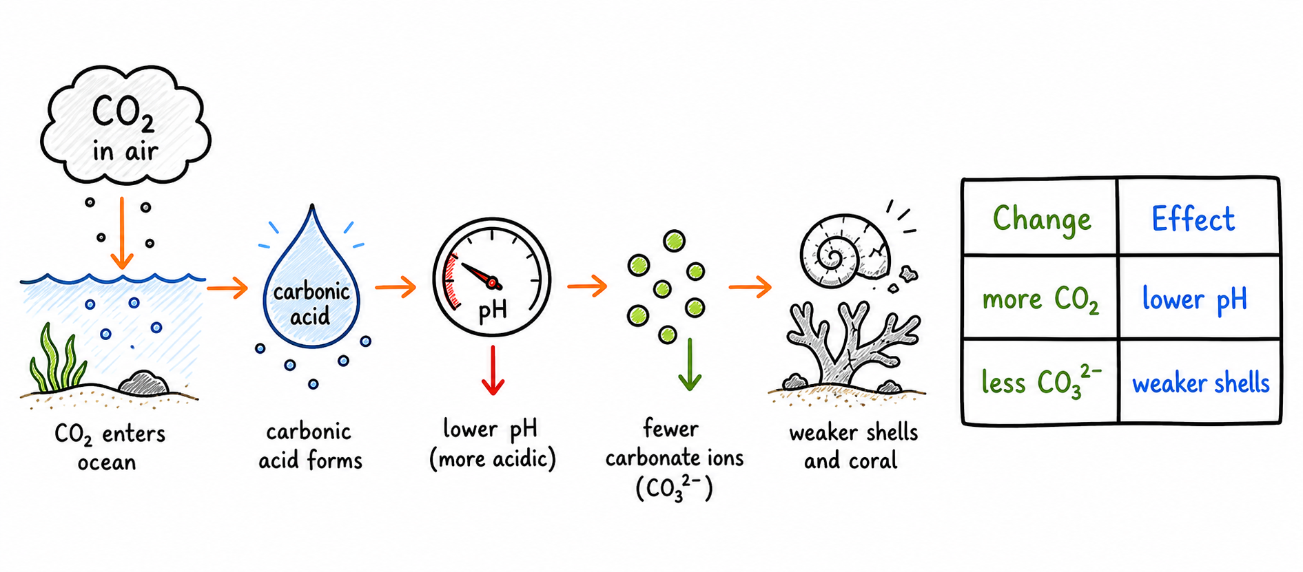 Ocean acidification clean explainer