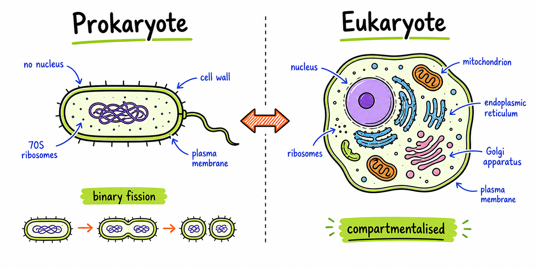 Prokaryote versus eukaryote ultrastructure