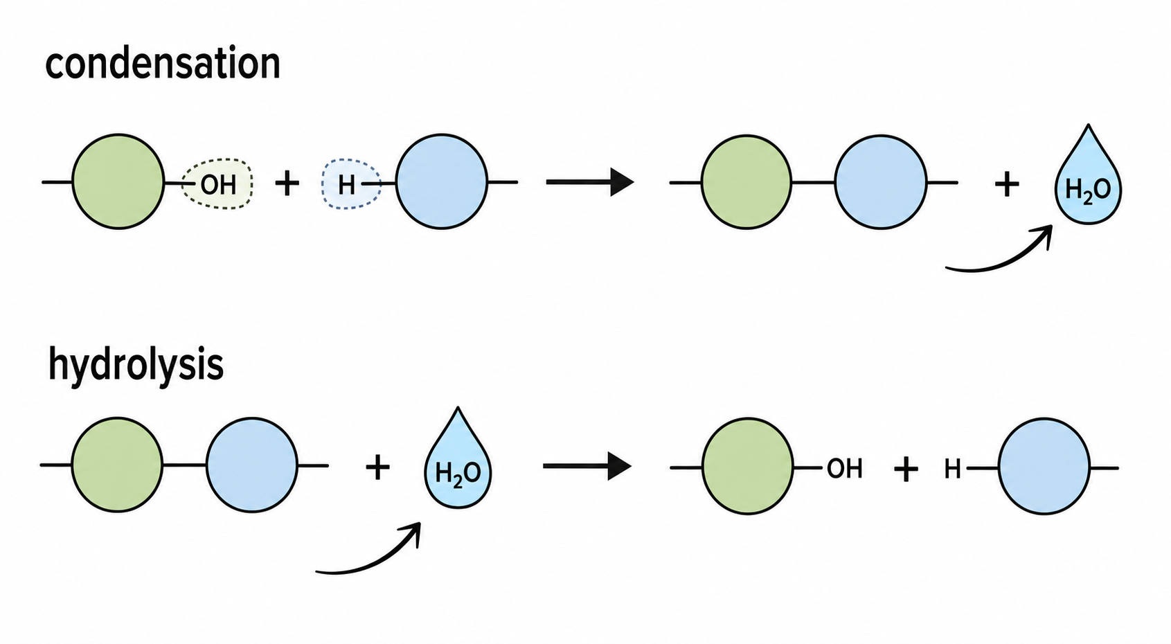 Condensation versus hydrolysis