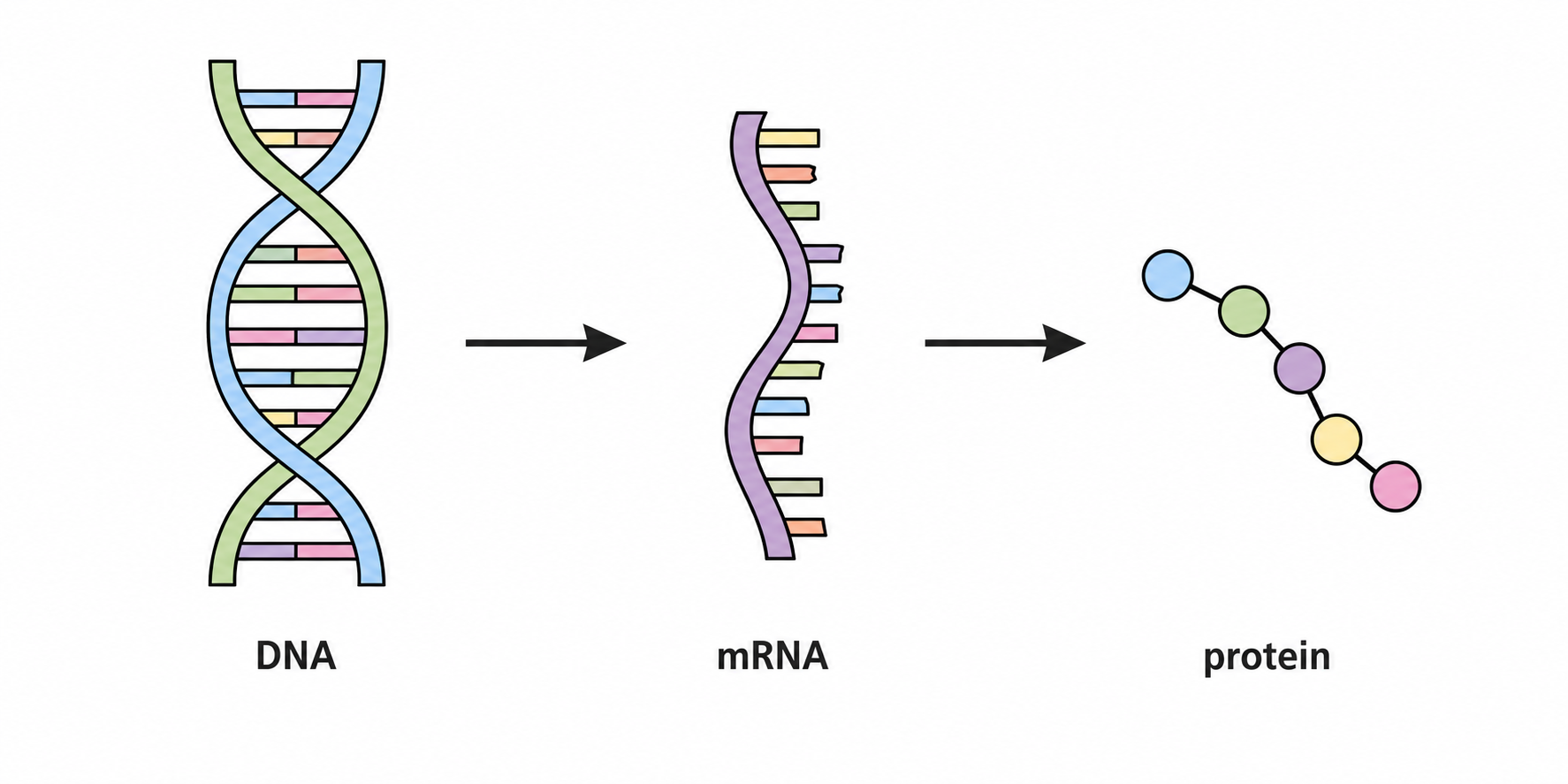 DNA RNA and protein synthesis