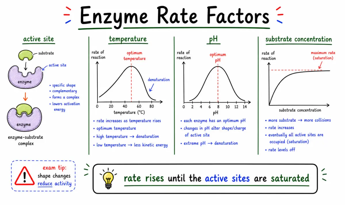 IB Biology SL Enzymes: Active Sites, Rate Factors, and Exam Answers study diagram