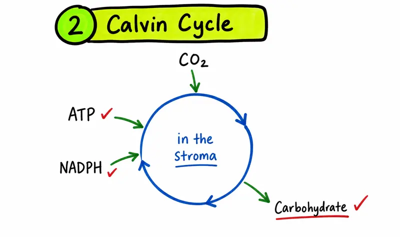 IB Biology Calvin cycle inputs and carbohydrate output