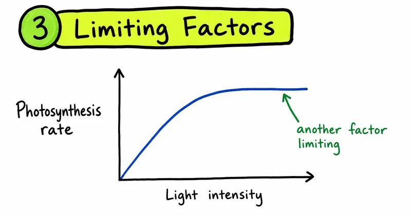 IB Biology photosynthesis limiting factors graph