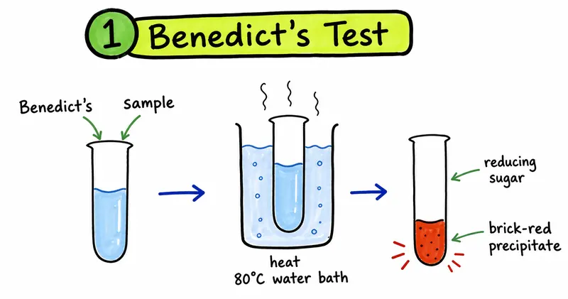 A-Level Biology Benedict's test for reducing sugars