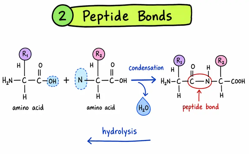 A-Level Biology amino acids and peptide bond formation