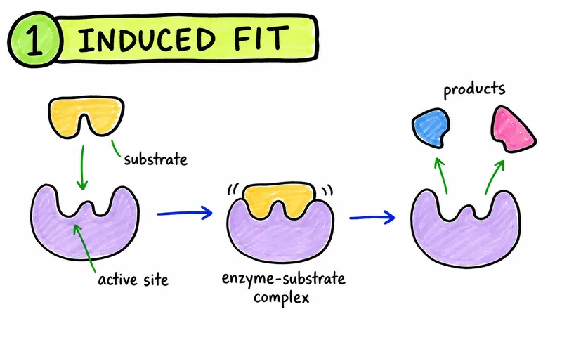IB Biology induced fit and enzyme-substrate complex