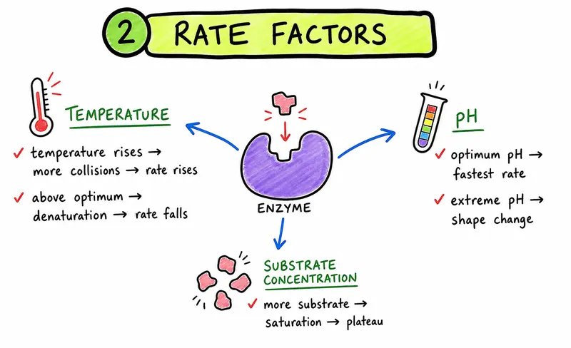 IB Biology effects of temperature pH and substrate concentration on enzyme rate