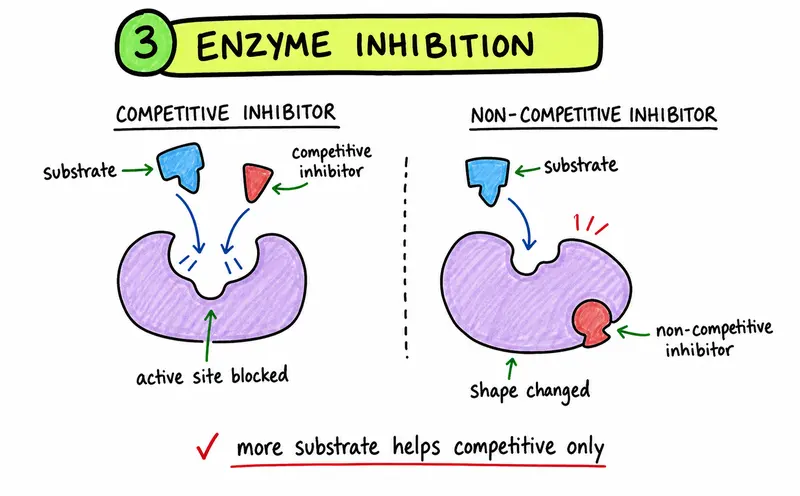 IB Biology competitive and non-competitive enzyme inhibition