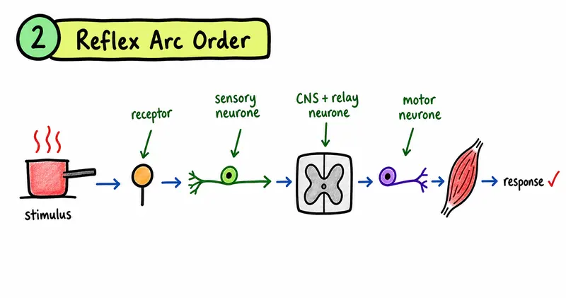 IGCSE Biology reflex arc order from stimulus to response
