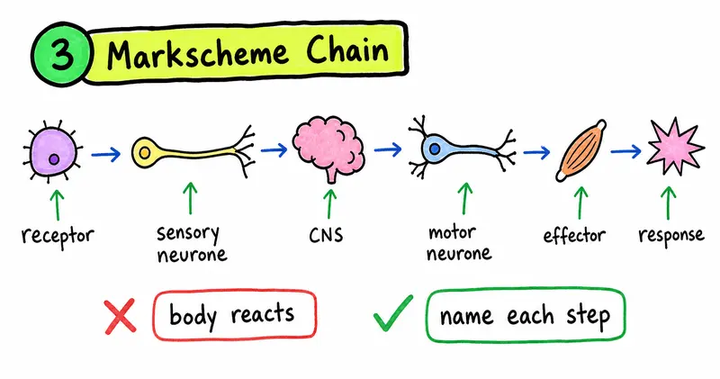 IGCSE Biology coordination markscheme chain with key pathway labels