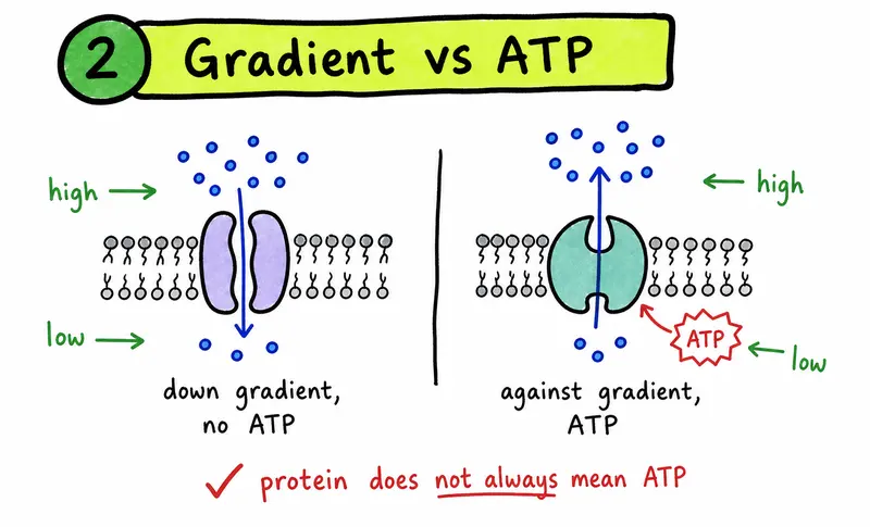 IB Biology membrane transport gradient versus ATP comparison