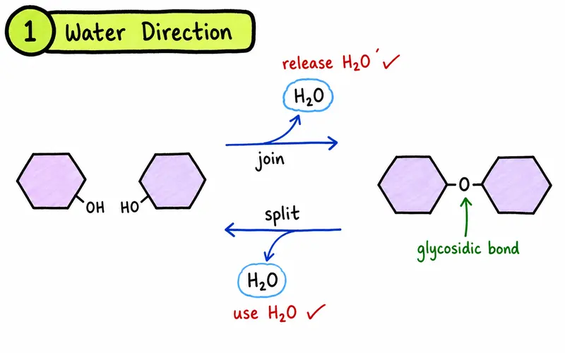 IB Biology condensation and hydrolysis water direction