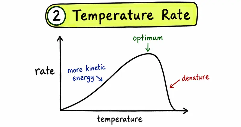 IB Biology SL hand-drawn enzyme temperature rate denaturation graph guide