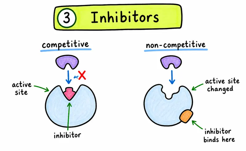 IB Biology SL hand-drawn competitive non-competitive inhibitor guide
