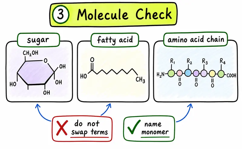 IB Biology SL molecular biology hand-drawn molecule monomer check guide