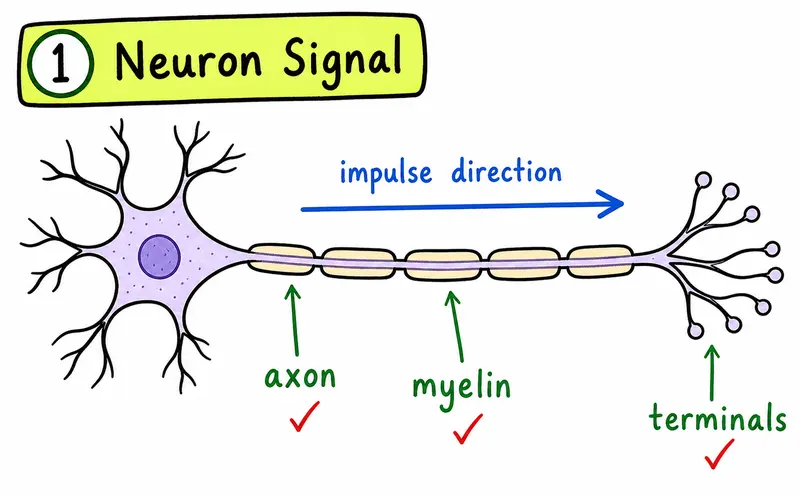 IB Biology SL animal physiology hand-drawn neuron impulse direction guide