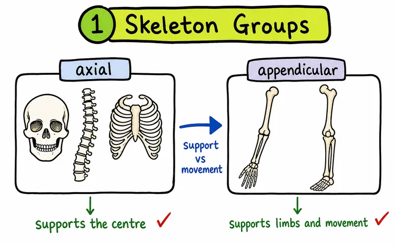 Hand-drawn IB SEHS skeletal system diagram comparing axial and appendicular skeleton groups.