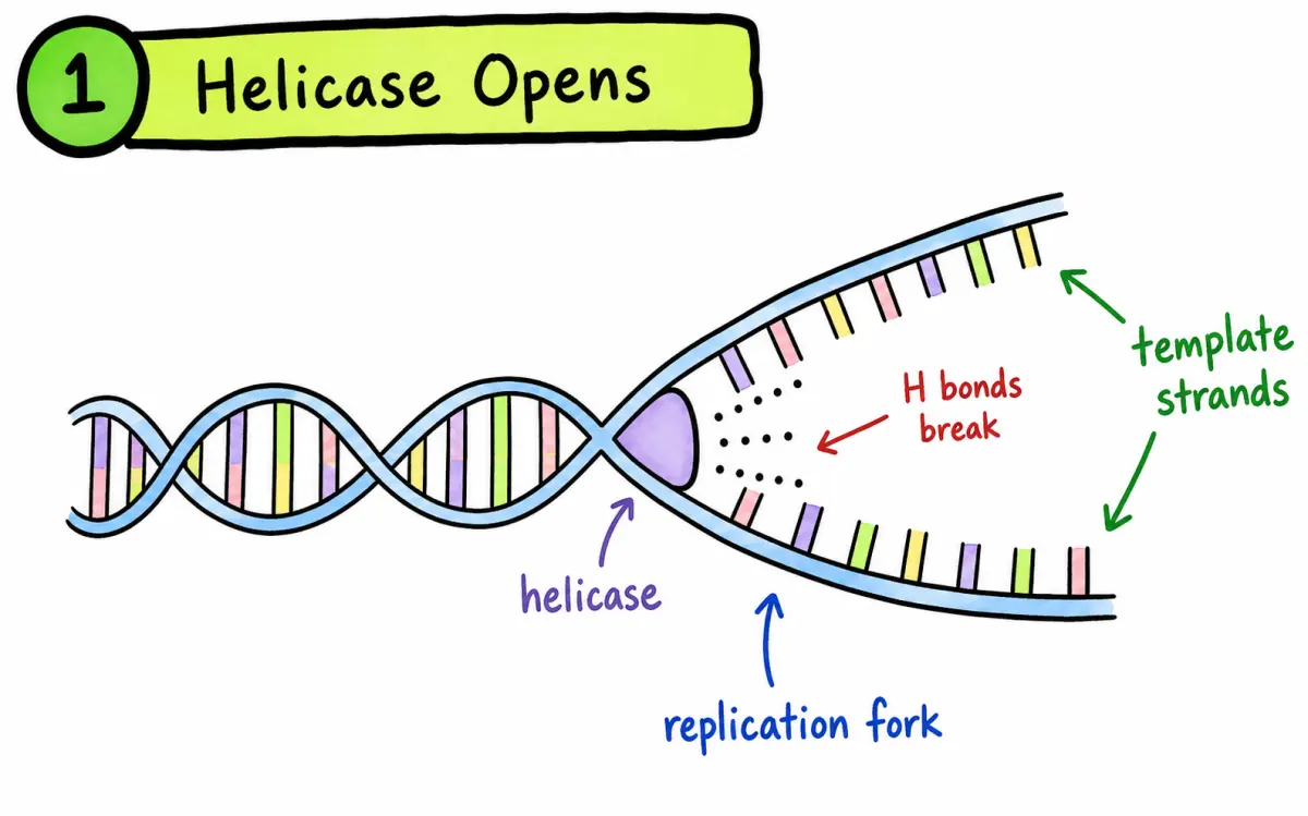 IB Biology helicase opening DNA replication fork by breaking hydrogen bonds