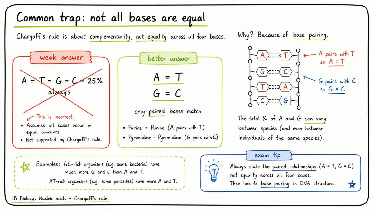 IB Biology Chargaff rule common base percentage mistake