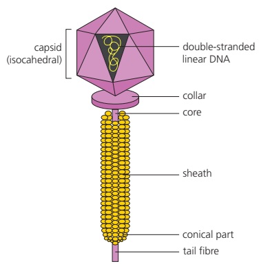 Lambda phage has an icosahedral capsid containing linear double-stranded DNA, joined to a sheath and tail fibres.