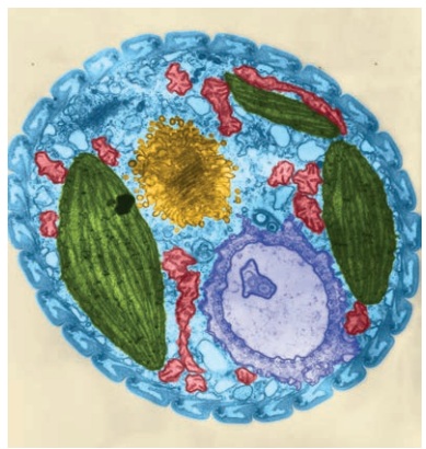 False-colour micrograph of Euglena showing chloroplasts and other internal cell structures.