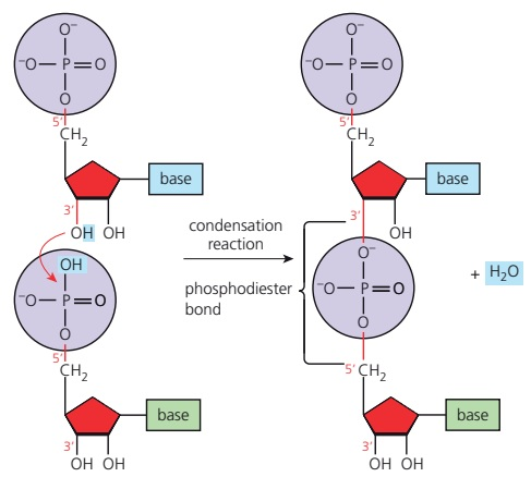 The diagram shows RNA forming through the condensation of nucleotide monomers.