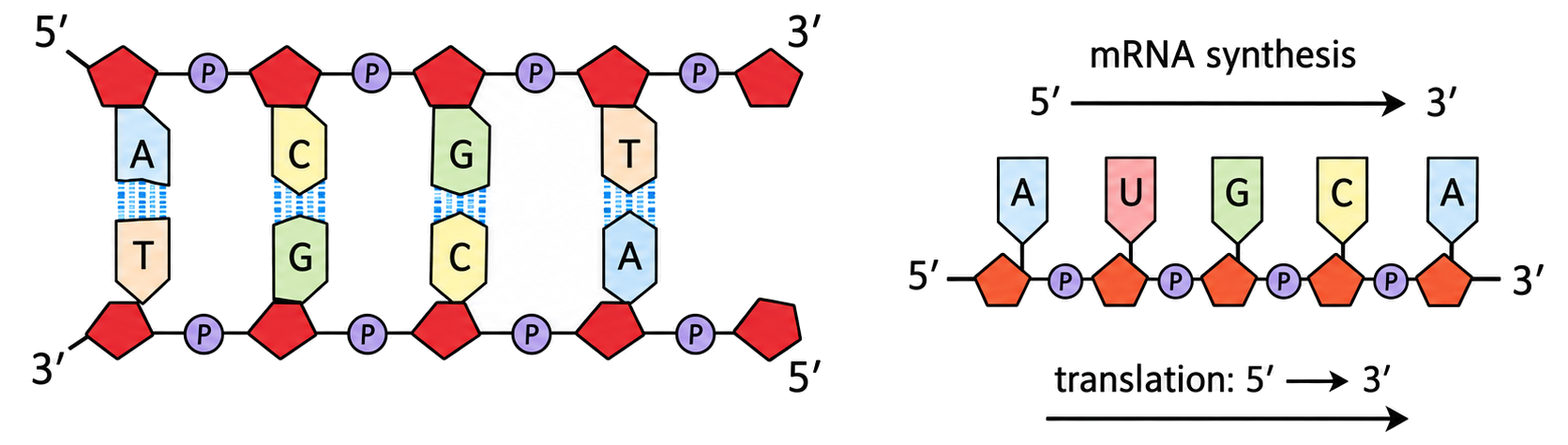 Antiparallel DNA strands are labelled 5′ and 3′ at opposite ends, with A–T and C–G hydrogen-bond counts and an mRNA 5′→3′ arrow.