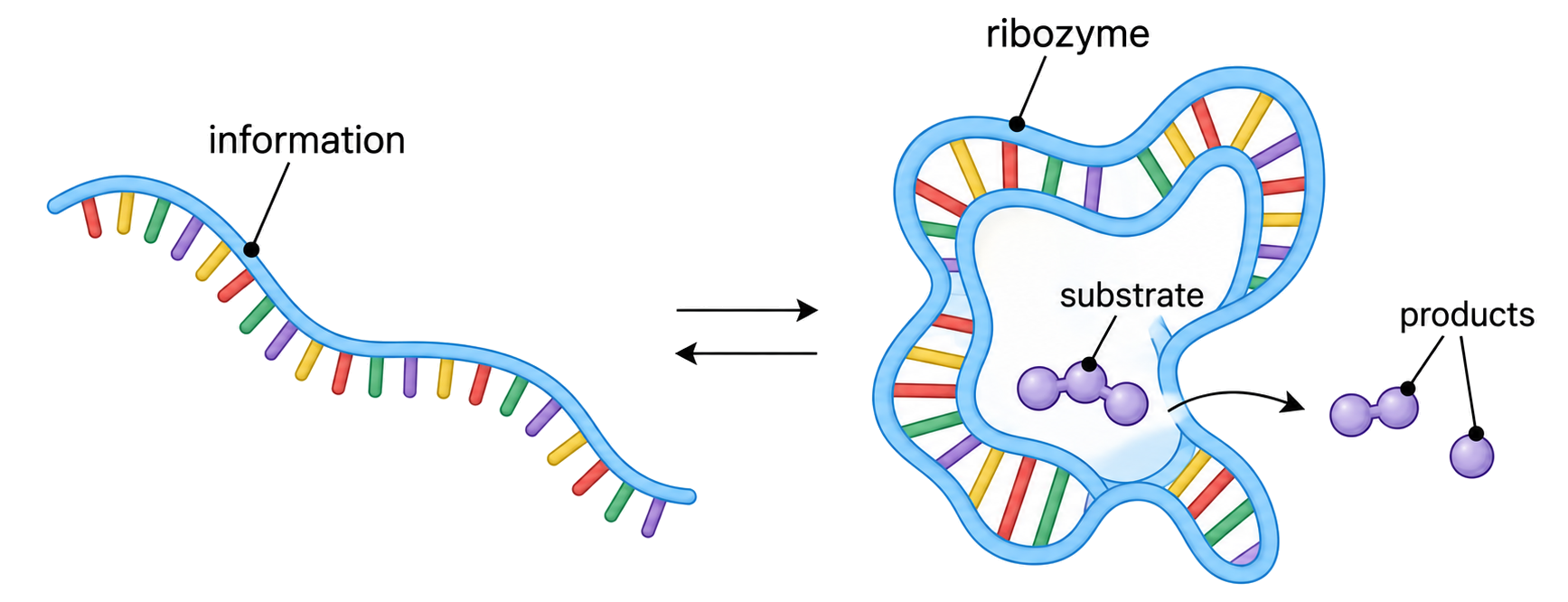 An RNA strand shown as a base sequence that stores information and as a folded ribozyme that catalyses a reaction.