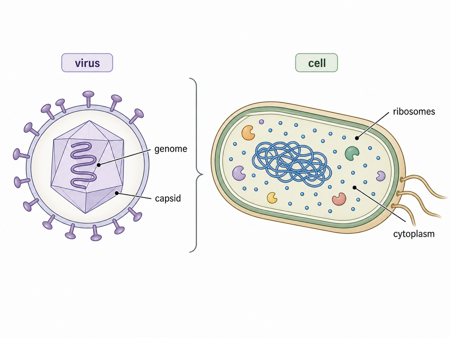 A labelled virus and bacterial cell are compared: the virus contains a genome and capsid, while the cell also contains cytoplasm, ribosomes and metabolic machinery.