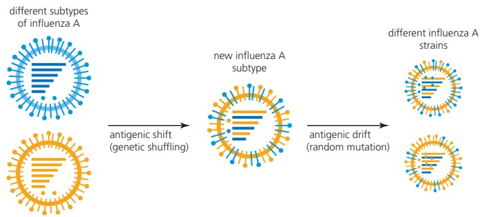 Antigenic drift is shown as successive small changes within an influenza lineage, while antigenic shift combines genome segments from different influenza A strains into a new subtype.