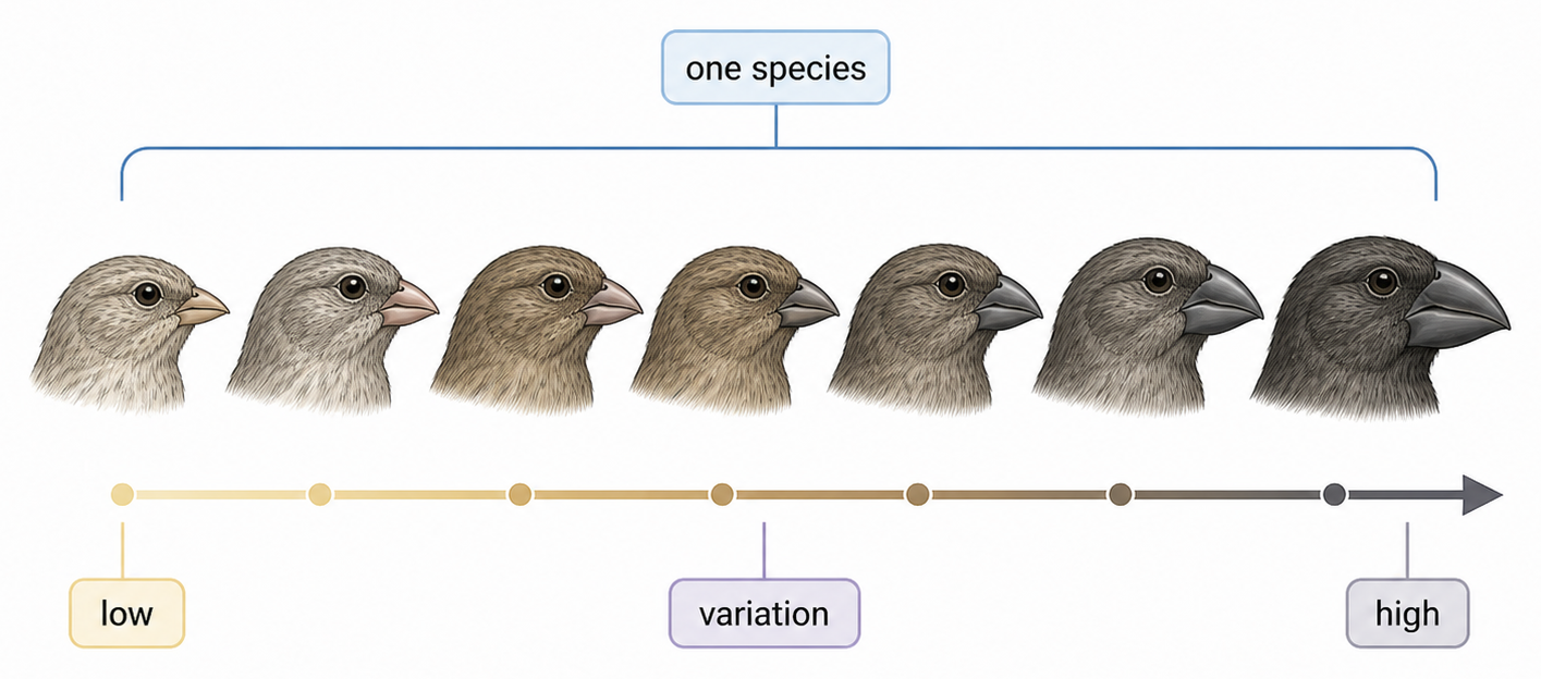 Individuals of one species arranged along a continuum of the same varying trait.