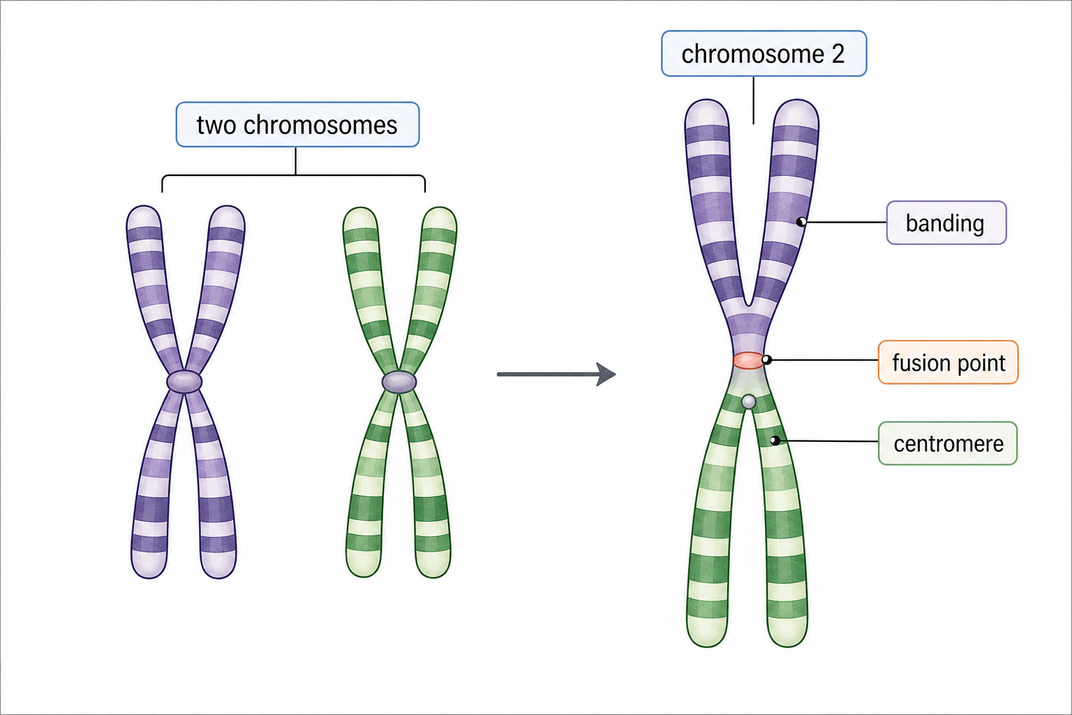 A clean chromosome-number comparison above a human karyogram with chromosome 2 fusion highlighted and labeled by length, banding pattern, and centromere position.