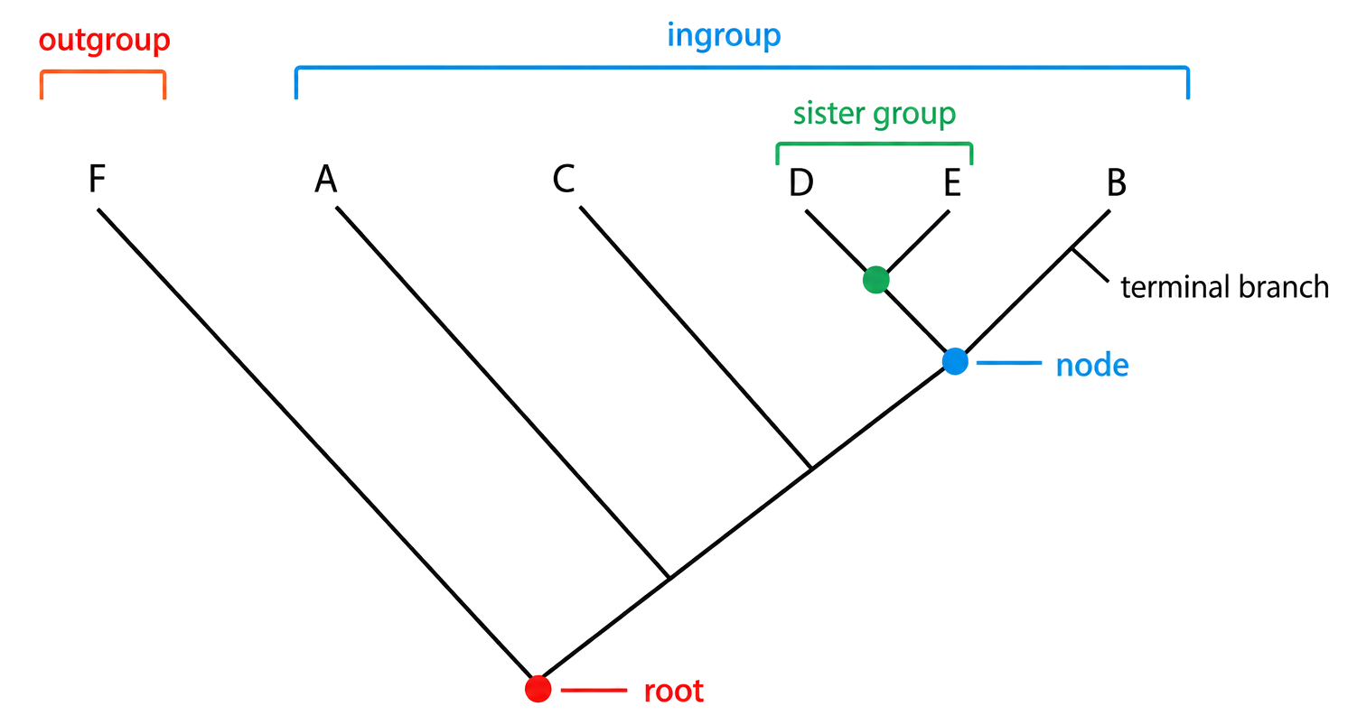 A cladogram labelled with its root, nodes, terminal branches, ingroup, outgroup and a sister group.