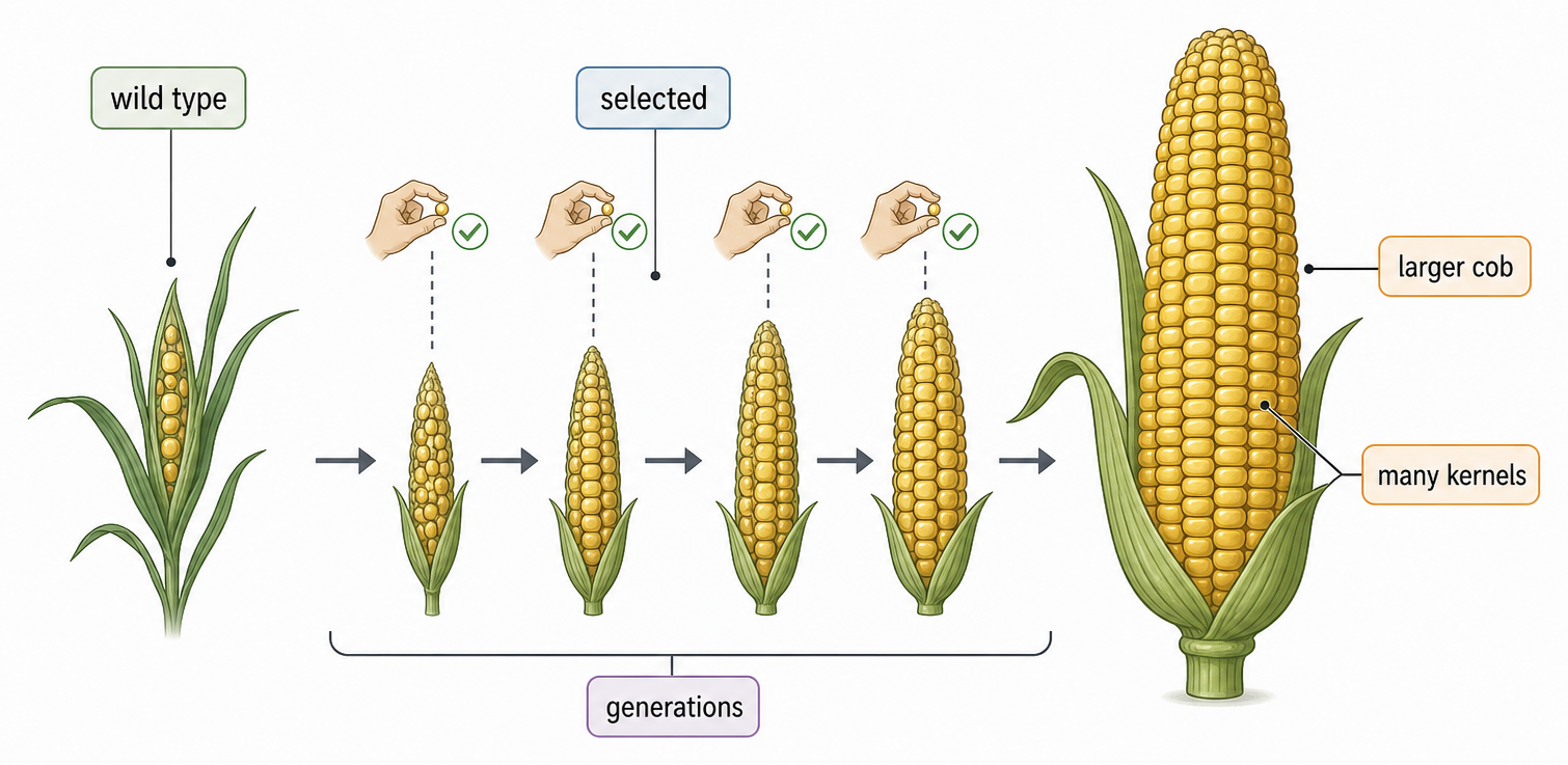 Selective breeding produces visibly different crop forms from a shared wild ancestor by repeatedly choosing heritable variants.