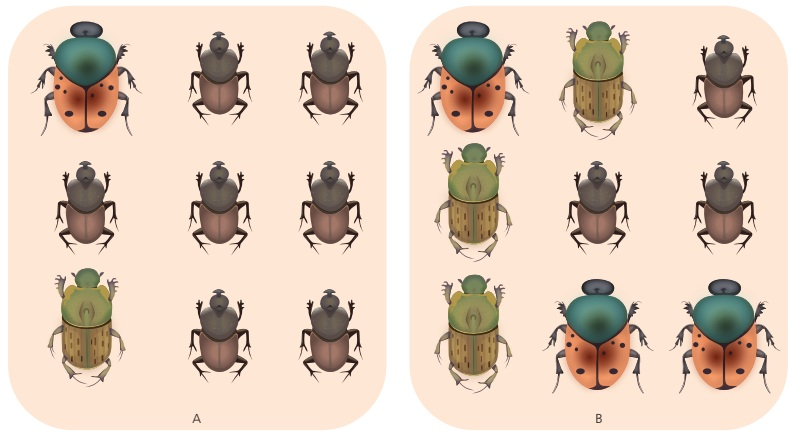 Two beetle communities contain the same three species, but the more even community has higher diversity because no single species dominates.