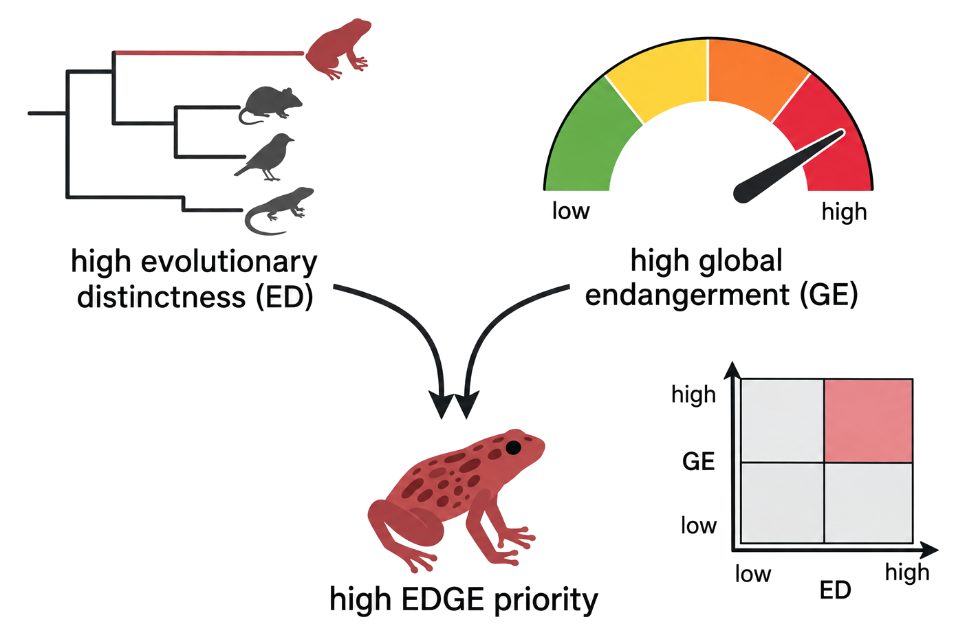 A phylogenetic branch and endangerment gauge combine to place a highly distinct, highly threatened frog in the high-EDGE region.