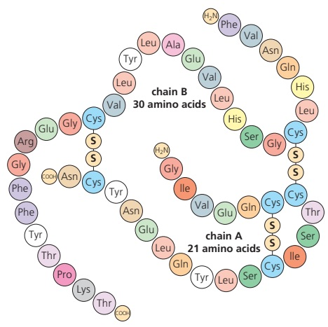 The figure shows the quaternary structure of human insulin.