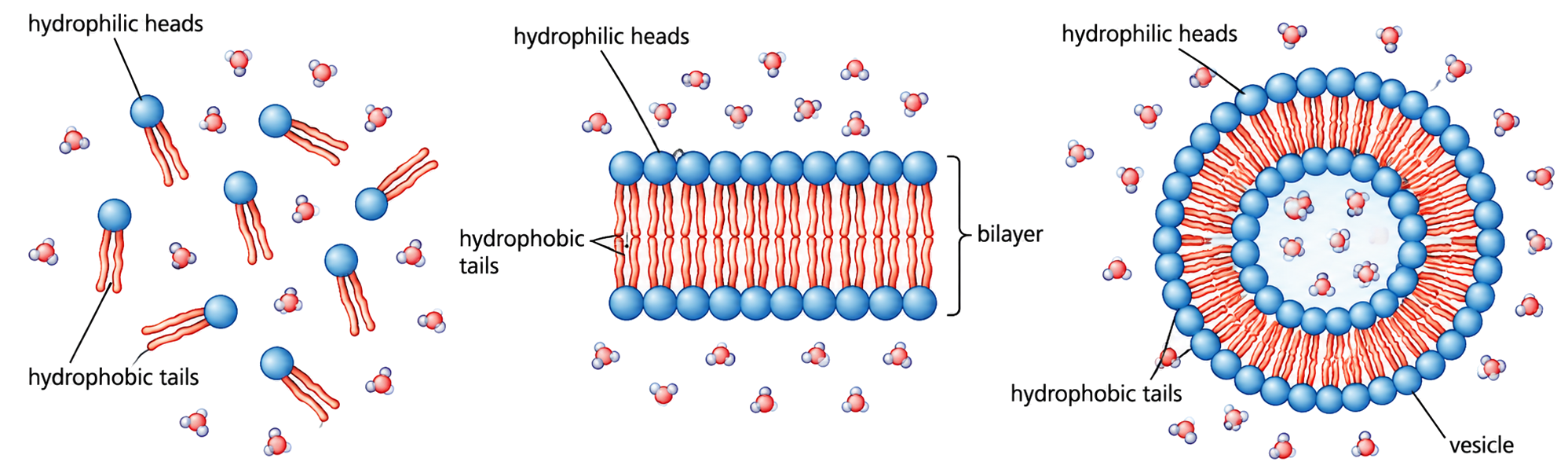 Bilayer formation from phospholipids in water, starting from scattered molecules and ending with a closed bilayer vesicle.
