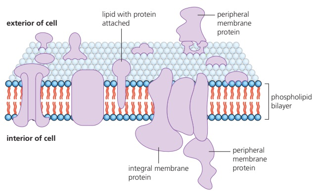 The figure shows peripheral and integral proteins of the plasma membrane.
