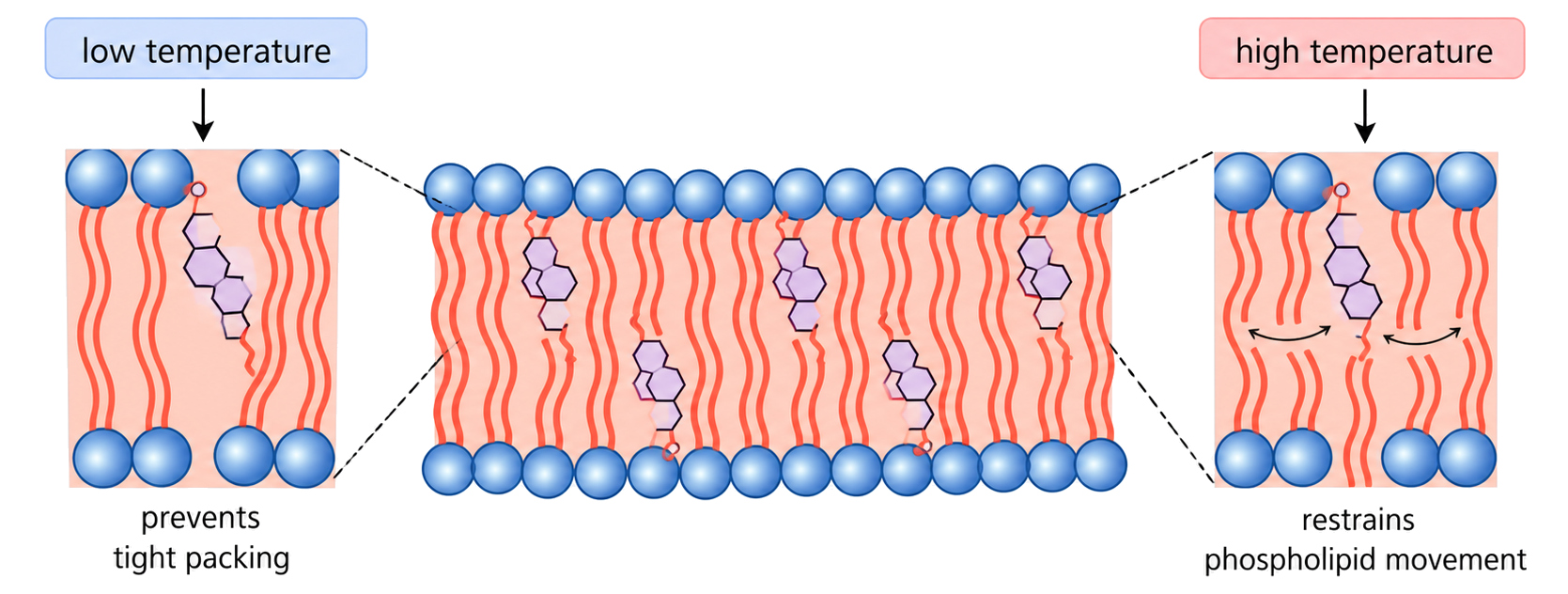 Animal membrane section showing cholesterol positioned between phospholipids, with side notes for low-temperature anti-stiffening and high-temperature anti-over-fluidity effects.