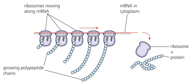 The figure shows a polysome.