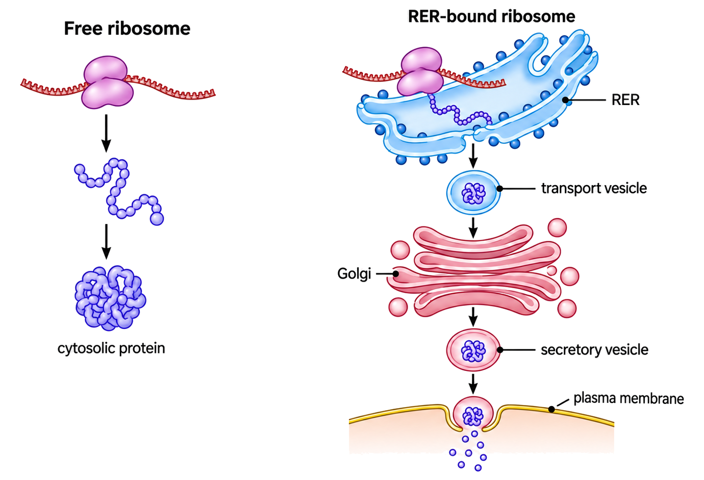 Split route: free ribosome to cytoplasmic protein, rough ER ribosome to ER-Golgi-vesicle route.